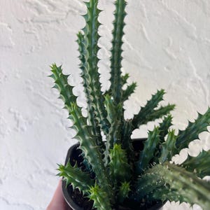 May include: A potted succulent plant with green, spiky stems and small, pointed leaves. The plant is in a black plastic pot. The background is a white, textured wall.