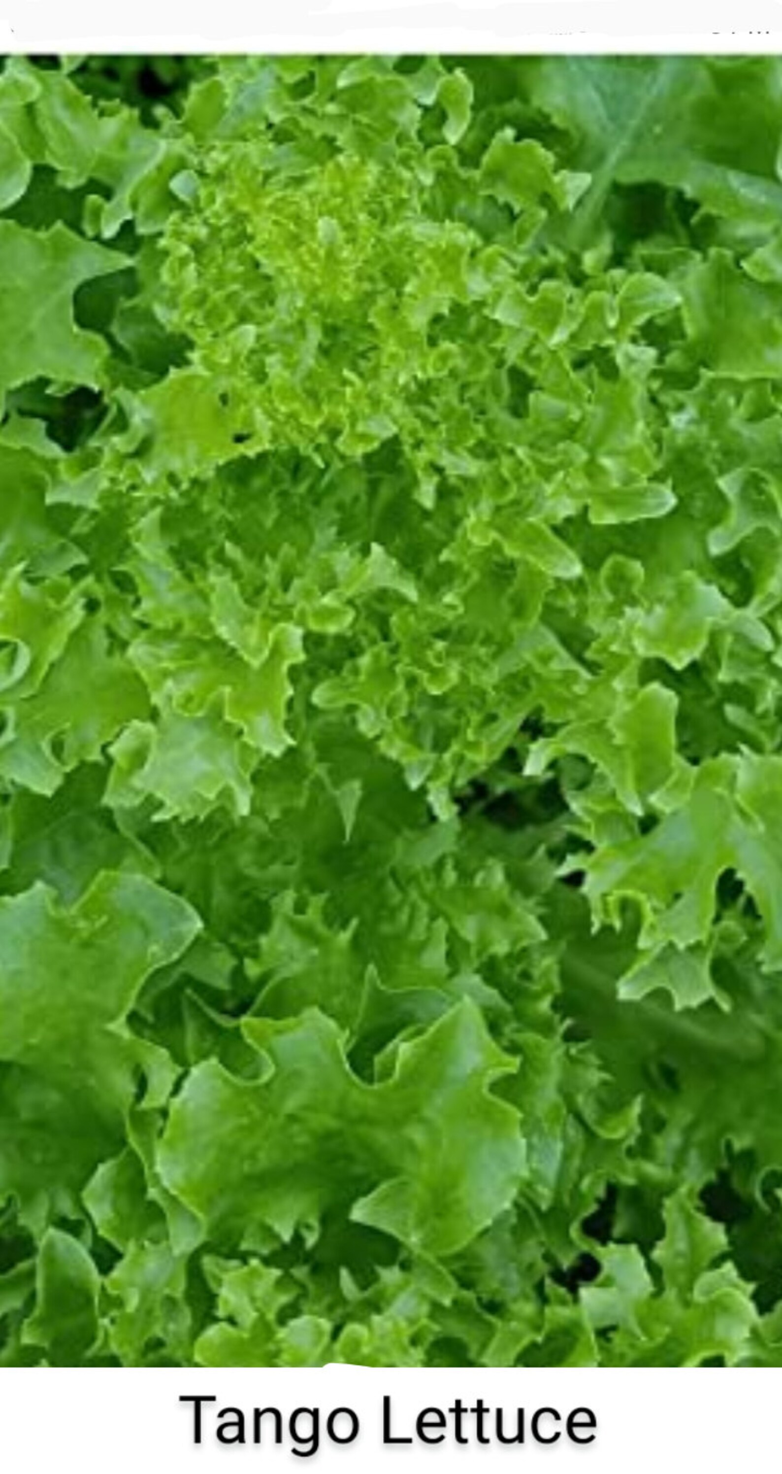 Tango Lettuce Etsy