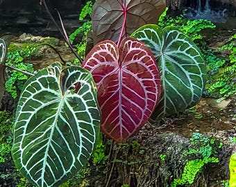 US Seller EXACT Anthurium Pink Lemonade X Red Crystallinum Exact