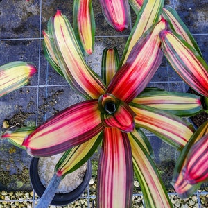 Neoregelia Sunset