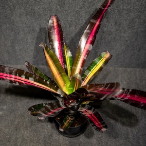 Bromeliad Aechmea Roberto Menescal 6&quot; pot ( limited stock)