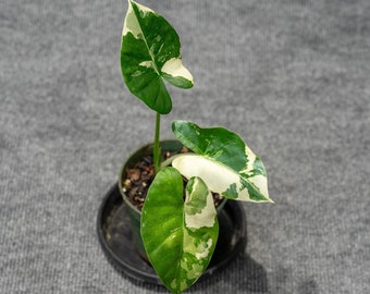 Alocasia Odora Variegata 4" pot