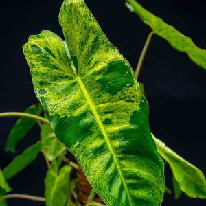 Philodendron Paraiso Verde