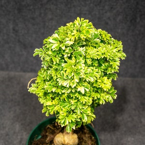 Aralia Polyscias Ming Gold 6″ pot