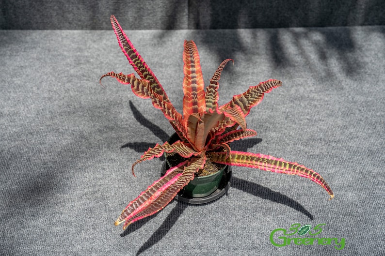 305 Greenery Cryptanthus Elaine - Thumbnail 2