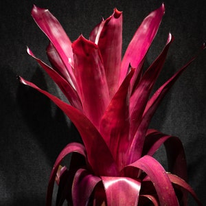 Bromeliad Aechmea Don Juan  Pot 9"