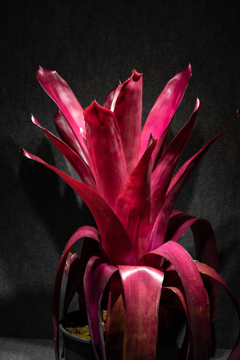 Bromeliad Aechmea Don Juan Pot 9 image 1