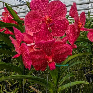 Vanda Kulvadee x Dr. Anek