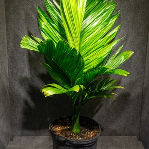 Areca catechu &#39;Dwarf&#39; 12&quot; pot