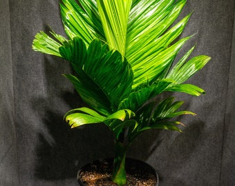 Areca catechu 'Dwarf' 12" pot