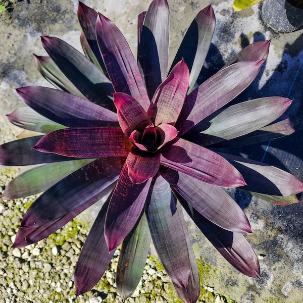 Vriesea Purple Diamond