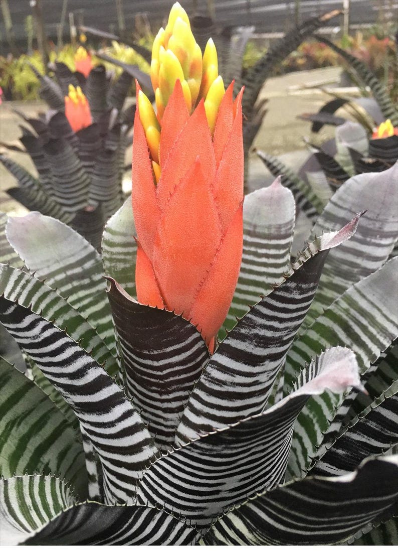 305 Greenery Aechmea Chantinii DeLeon - Thumbnail 2
