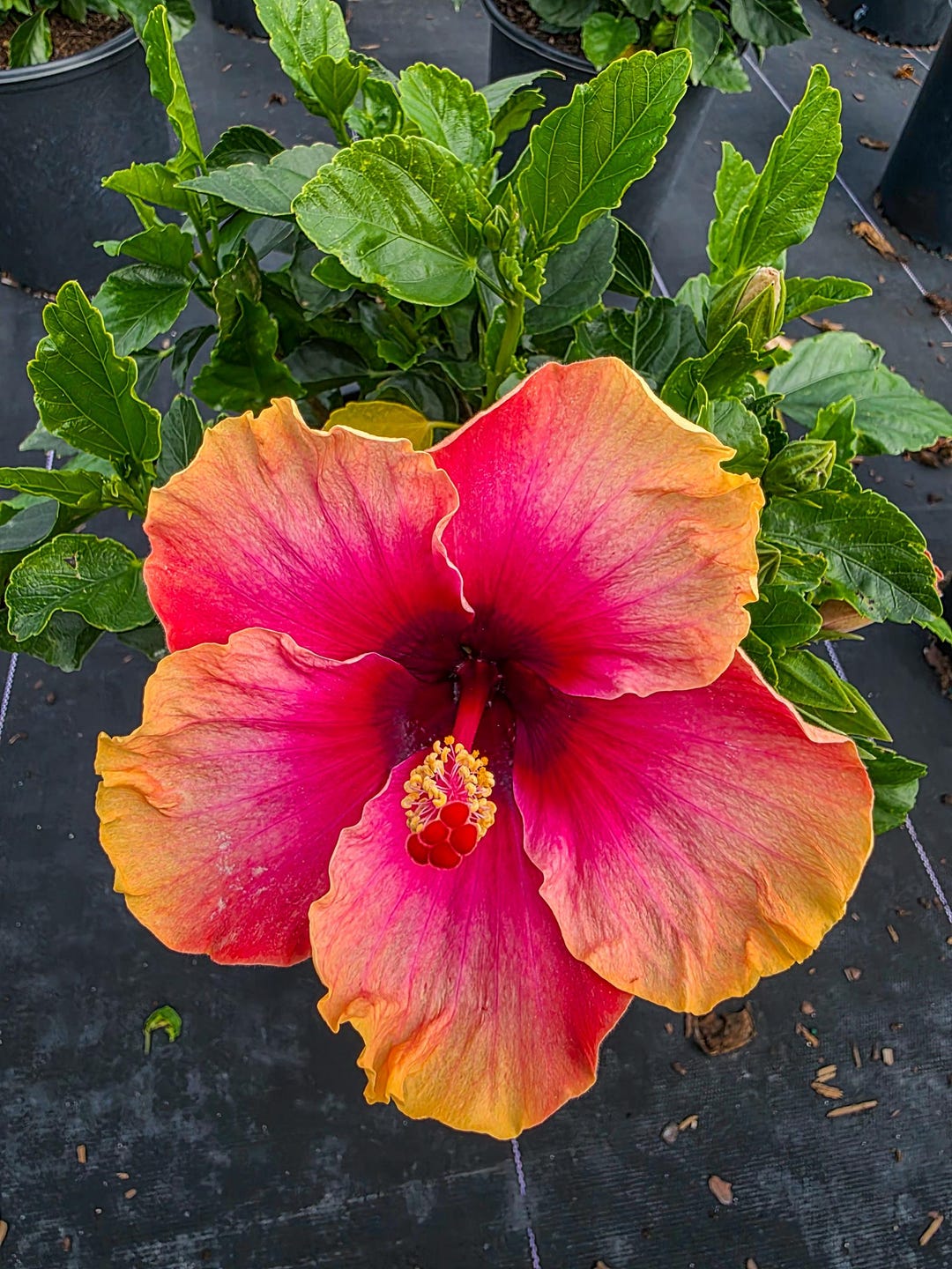Hibiscus Lemon Swirl Wind: Tropical Sunset Blooming Plant - Etsy