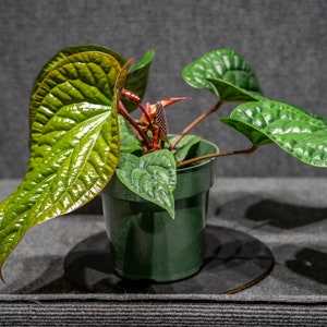 Anthurium Radicans x Luxurians 6 pot image 1