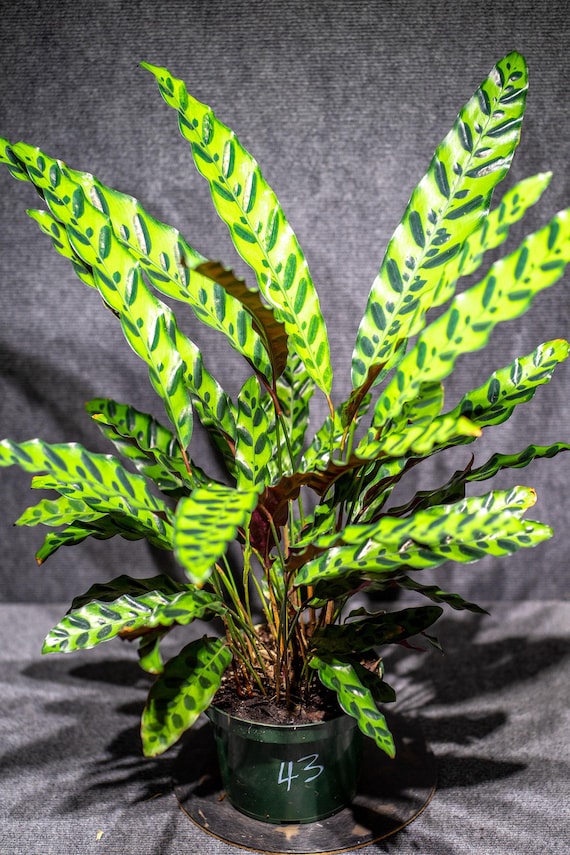 elefantenfuß kaufen Elefantenfuß (Beaucarnea stricta) main image 1