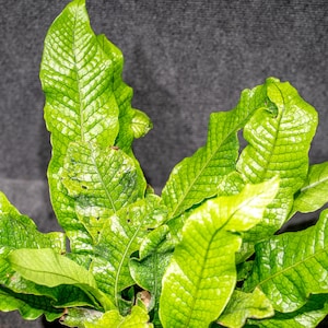 Crocodile ferns &#39;Microsorum musifolium&#39;