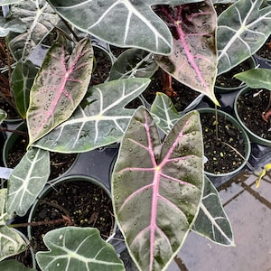 Alocasia Black Satin Pink Bone - Etsy