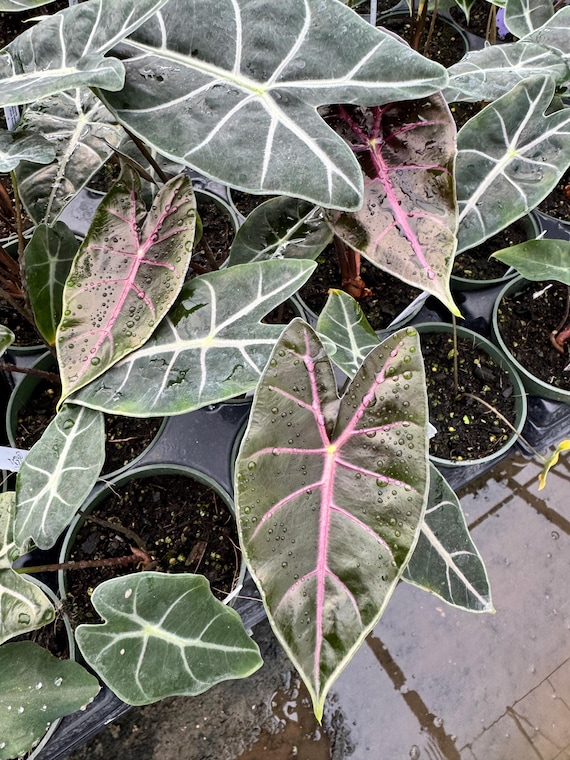 Alocasia Black Satun: Dark Metallic Leaves With Magenta Veins - Etsy