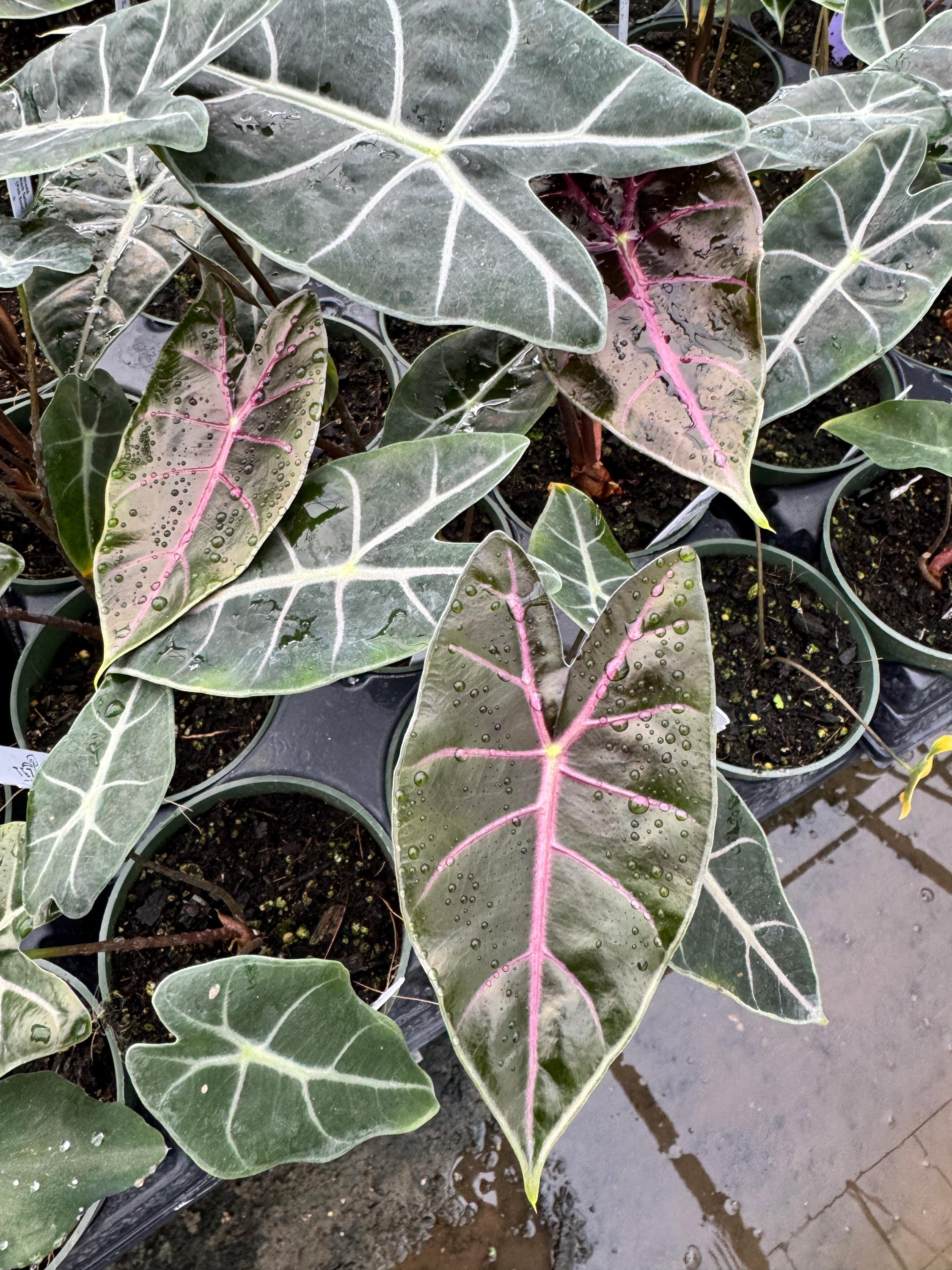 Alocasia Black Satun: Dark Metallic Leaves With Magenta Veins - Etsy