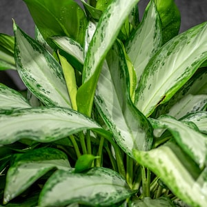 Aglaonema &#39;Emerald Bay&#39; 10&quot; pot