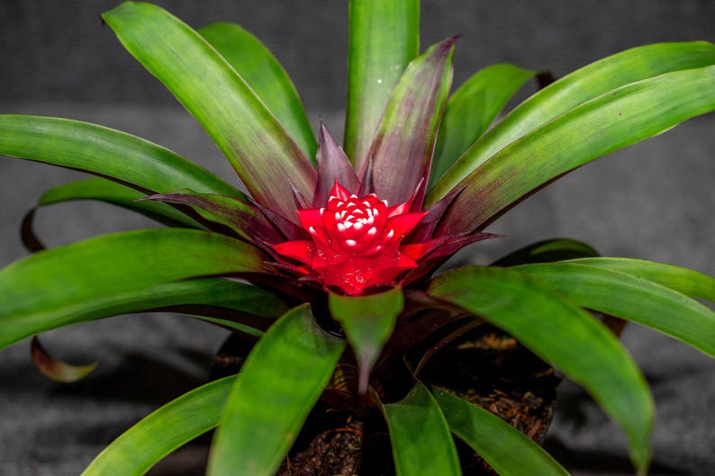 305 Greenery Bromeliad Guzmania - Thumbnail 4