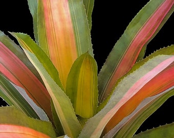 Bromelia Aec. Alvarez 6 pot