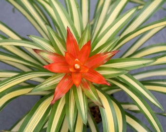 Bromeliad Guzmania Ice Cream 5" pot