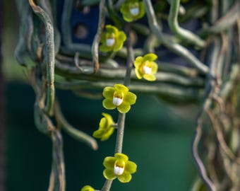Chiloschista Viridiflava: Orquídea sin hojas con fragantes flores de color amarillo verdoso
