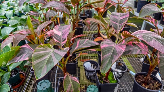 Musa Nono: Pink Variegated Banana Tropical Ornamental Plant - Etsy