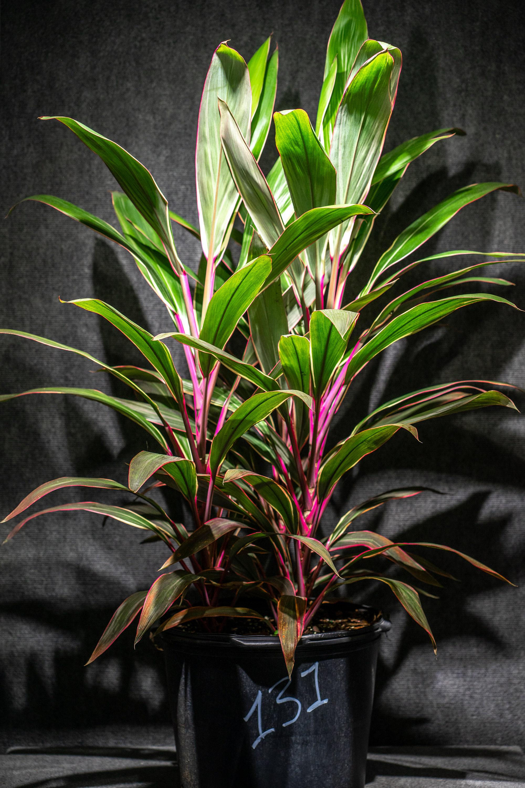 Cordyline Terminalis Pink Diamond, Dracaena 14 Inch, 5 Gallon Pot