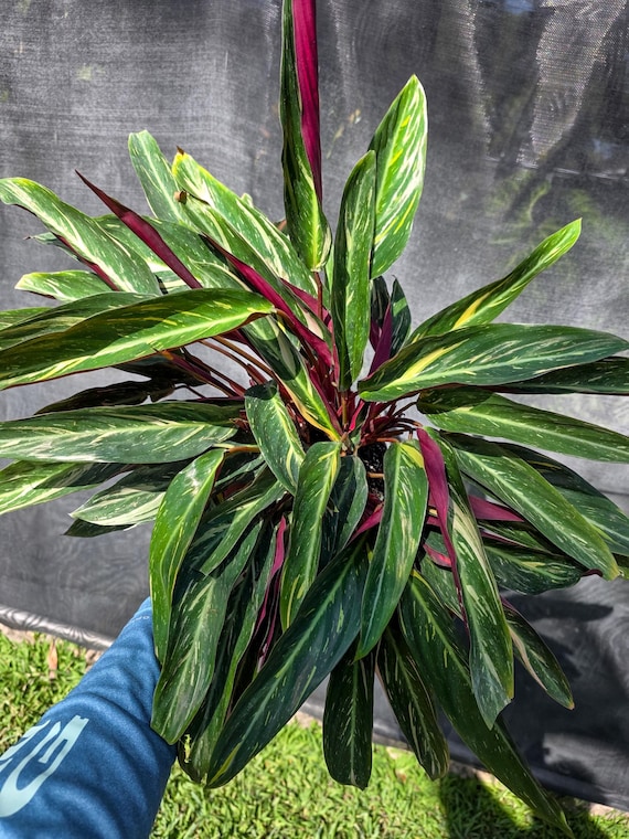Calathea Stromanthe Sanguinea Magic Star - Etsy