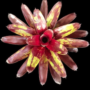 Bromeliad Neoregelia Patches 6&quot; pot