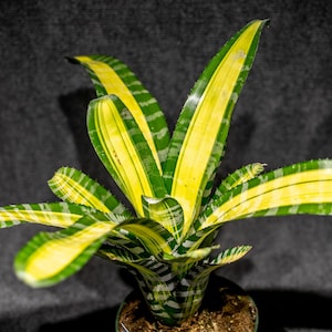 Aechmea Samurai in a 6 inch pot