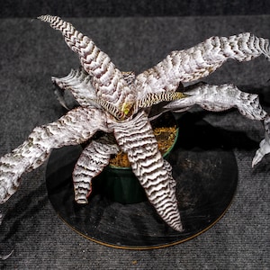 Bromeliad Cryptanthus Absolute Zero potted in a 5 inch pot