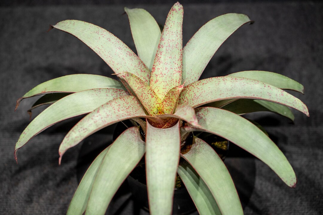 Vriesea Saundersii 6