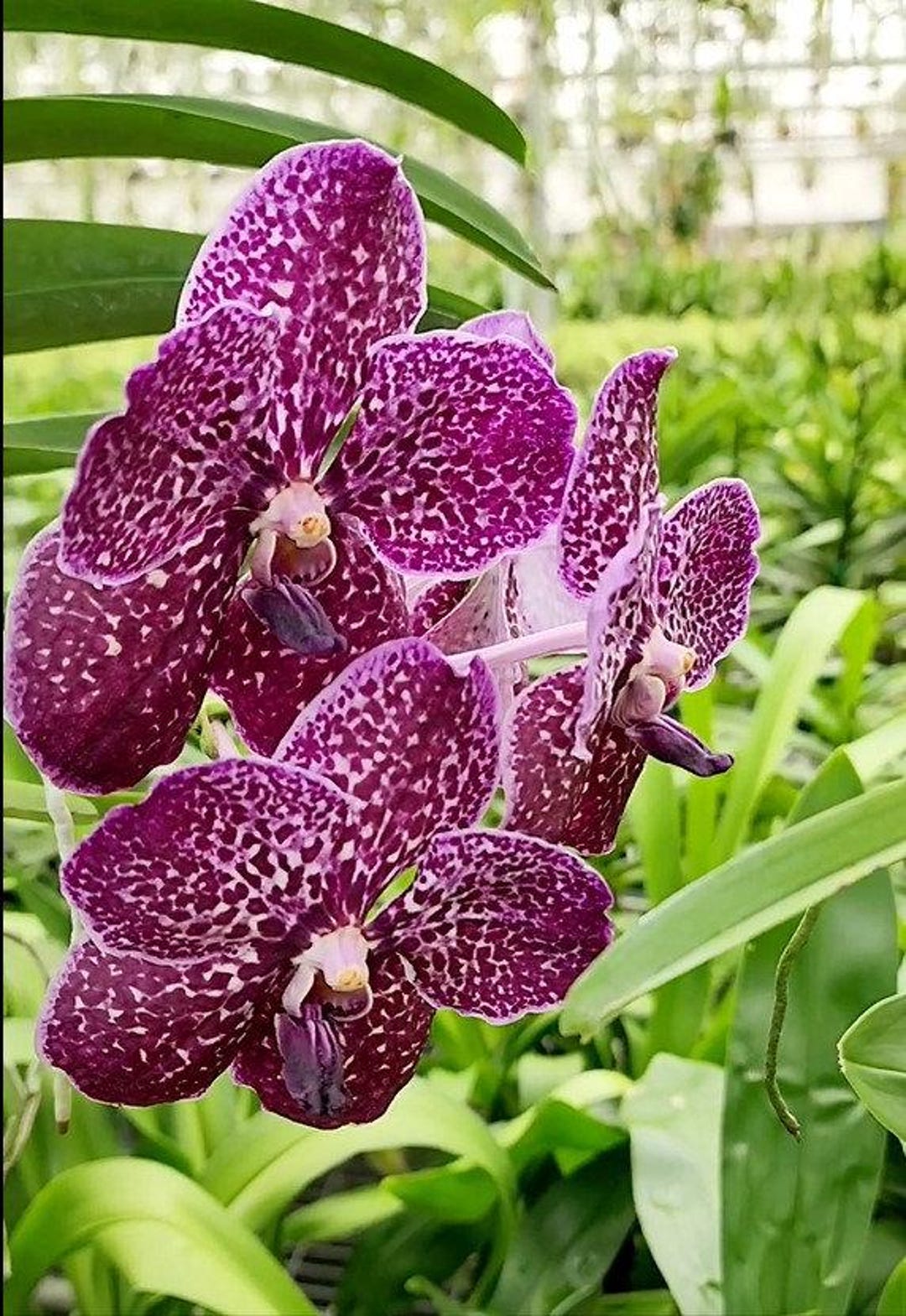 Vanda Gordon Dillon X Fuchs Delight - Etsy