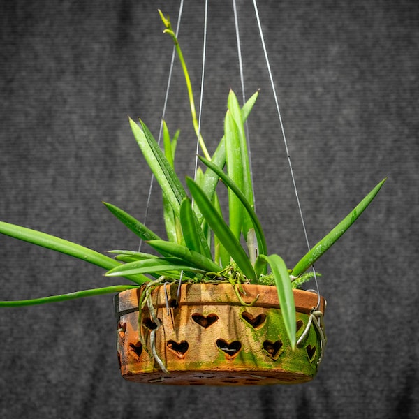 Brassavola Nodosa Orchid 8' clay pot