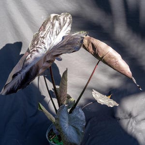 Colocasia Esculenta &#39;Royal Hawaiian Black Coral, Taro, Elephant Ear in a 3 gallon pot