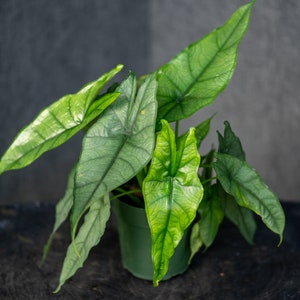 Alocasia heterophylla 'Dragon 's Breath' - Established plants in 6" pots