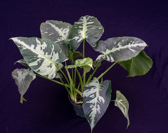 Ceratostema Doucettei - Assorted 4 Inch Pots - Etsy