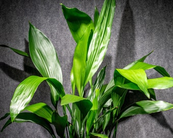 Aspidistra elatior plant in a 3 gallons pot