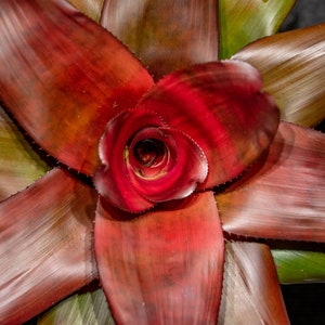 Bromeliad Neoregelia Medium Well 6″ pot