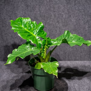 Alocasia Low Rider 6&quot; pot