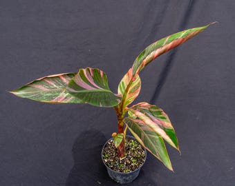 US Seller EXACT PLANT Large Musa Acuminata Papua Variegated