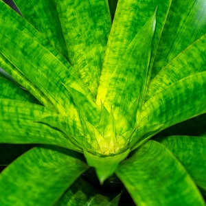 Bromeliad Vriesea Supernatural 6&quot; pot