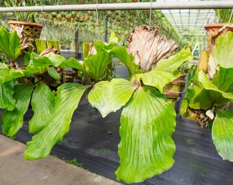 Staghorn Fern Spores – Platycerium Elephantotis 3000-5000 Spores With Free Certificate For Growing Your Own Fern