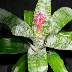 Bromeliad Aechmea Fasciata (6 inch pot)