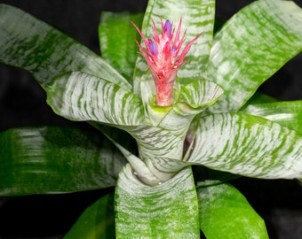 Bromeliad Aechmea Fasciata (6 inch pot)