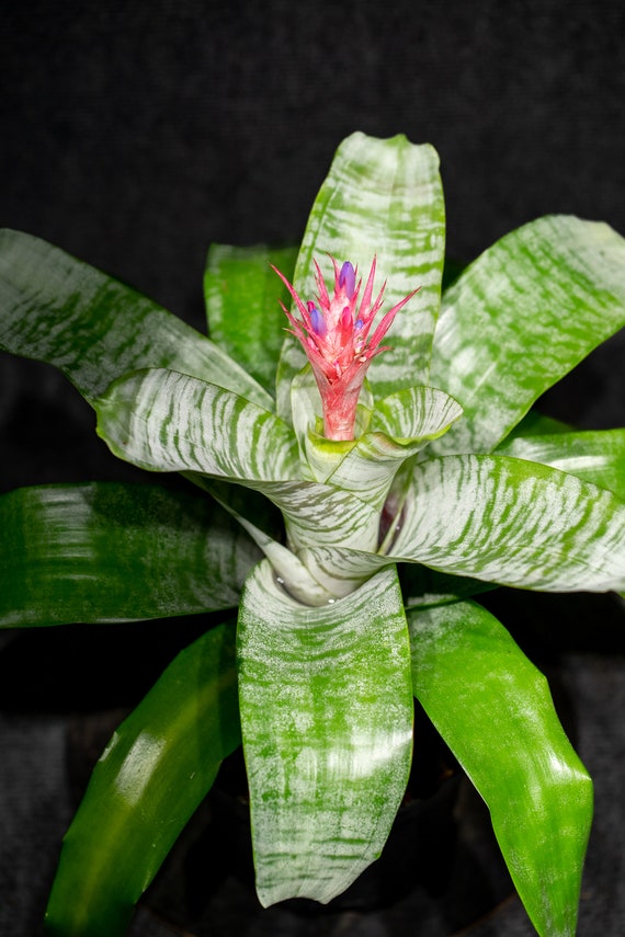 Bromeliad Aechmea Fasciata 6 Inch Pot - Etsy Ireland