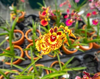 Tolumnia Jairak Firm ‘Ladybug’ 3″ pot